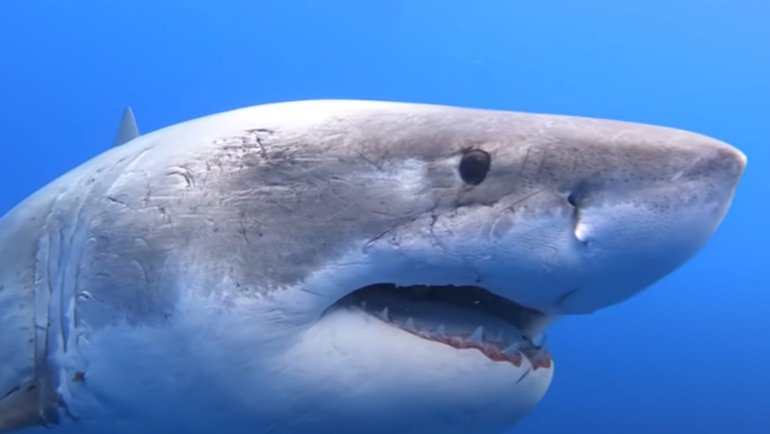 Deep Blue Shark