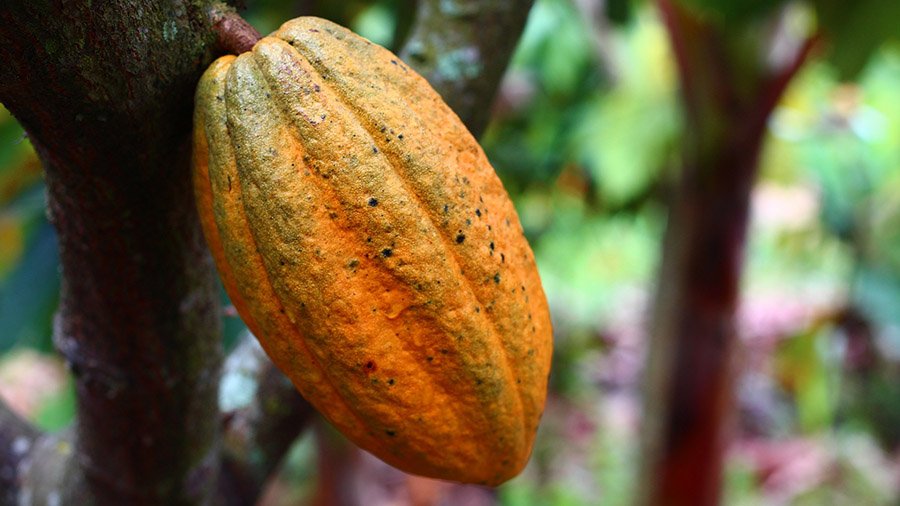 Cocoa fruit