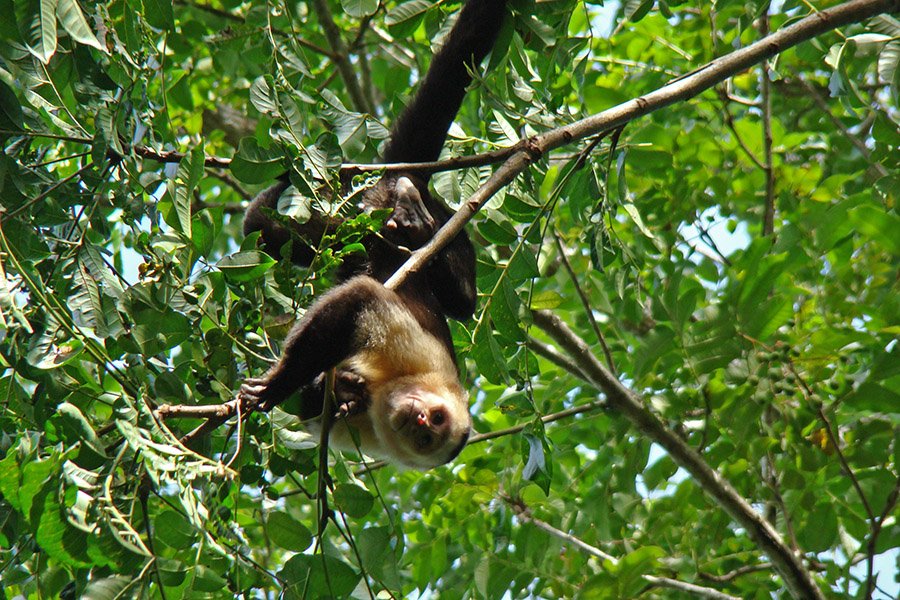 Costa Rica Monkeys - Capuchin