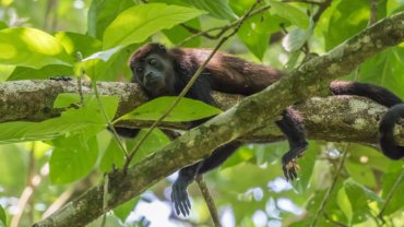 Costa Rica Monkeys - Howler