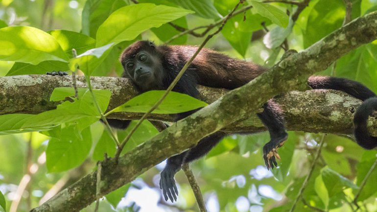 Costa Rica Monkeys - Howler