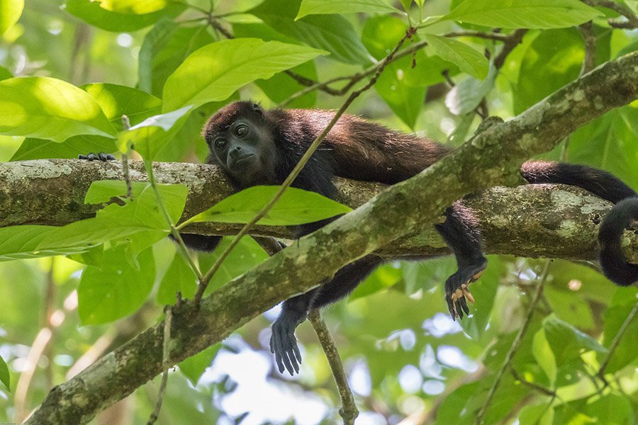 Costa Rica Monkeys - Howler