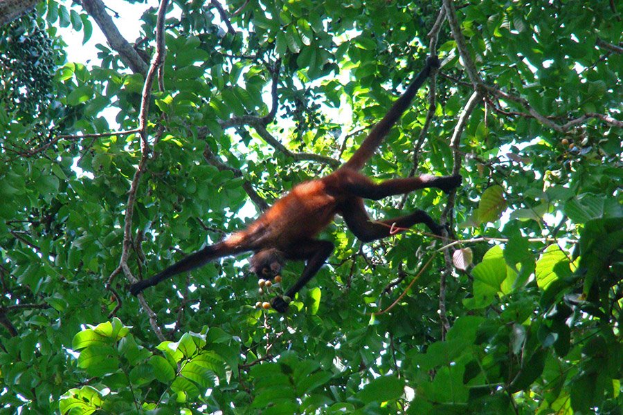 Costa Rica Monkeys - Spider