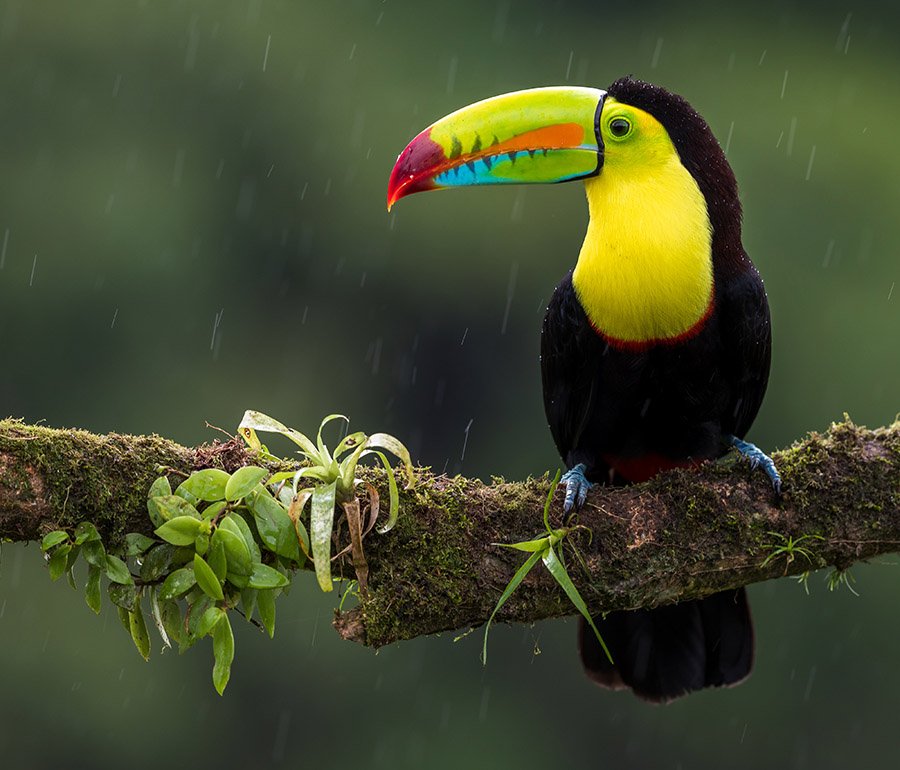 Costa Rica Toucan Rain