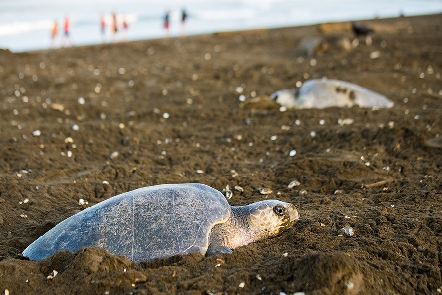 Costa Rica Turtle