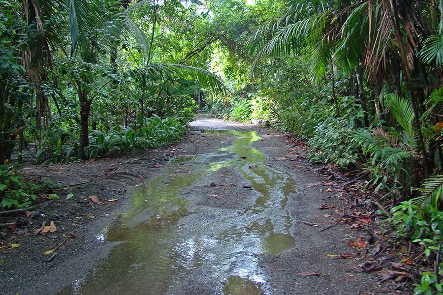 Costa Rica rainy jungle