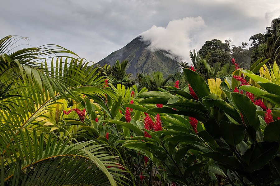 Arenal Volcano flowers