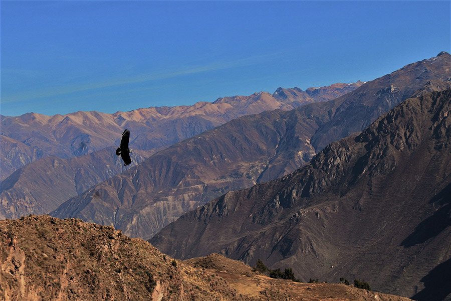 Colca Canyon Condor