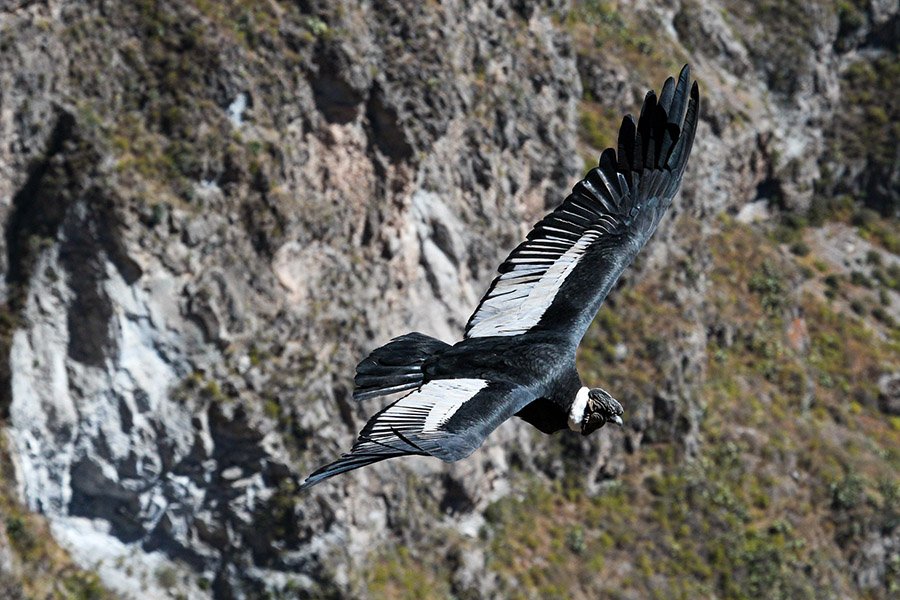 Colca Canyon Condor