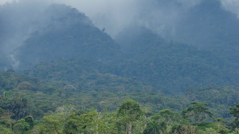 Ecuador Cloud Forest