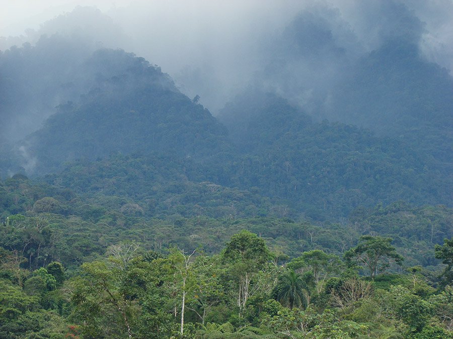 Ecuador Cloud Forest