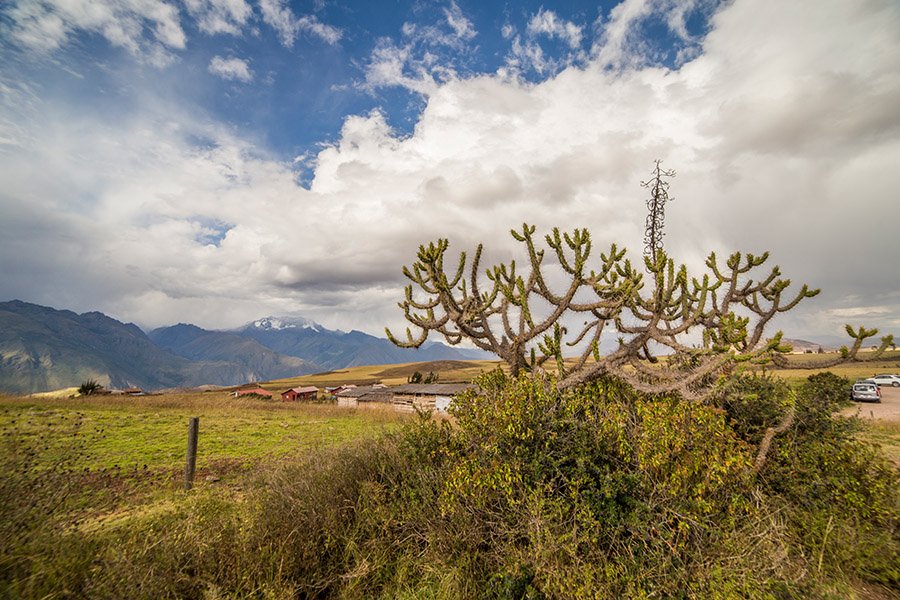 Sacred Valley Cactus