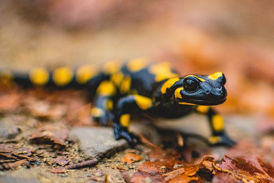 Amphibians - Fire salamander