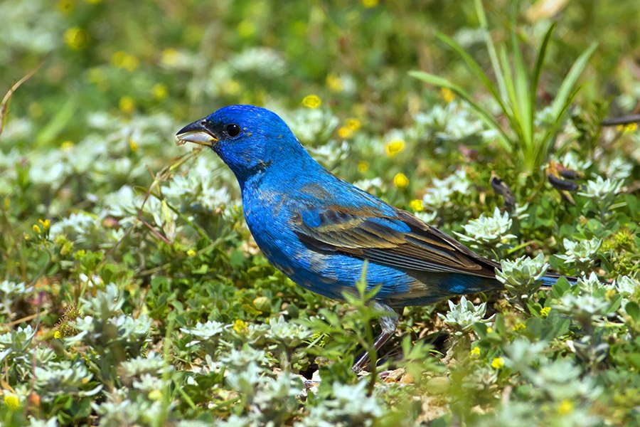 Blue Animals - Blue Grosbeak