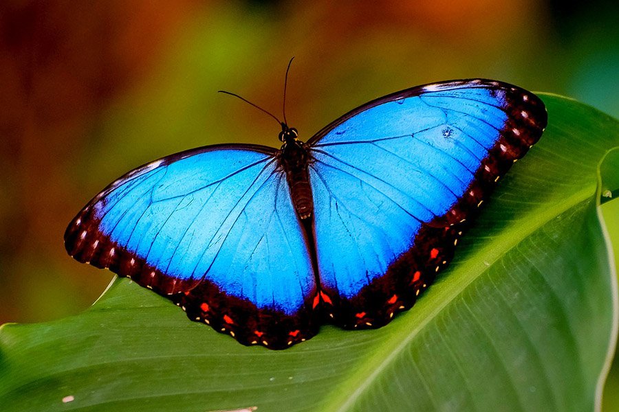 Blue Animals - Blue Morpho Butterfly