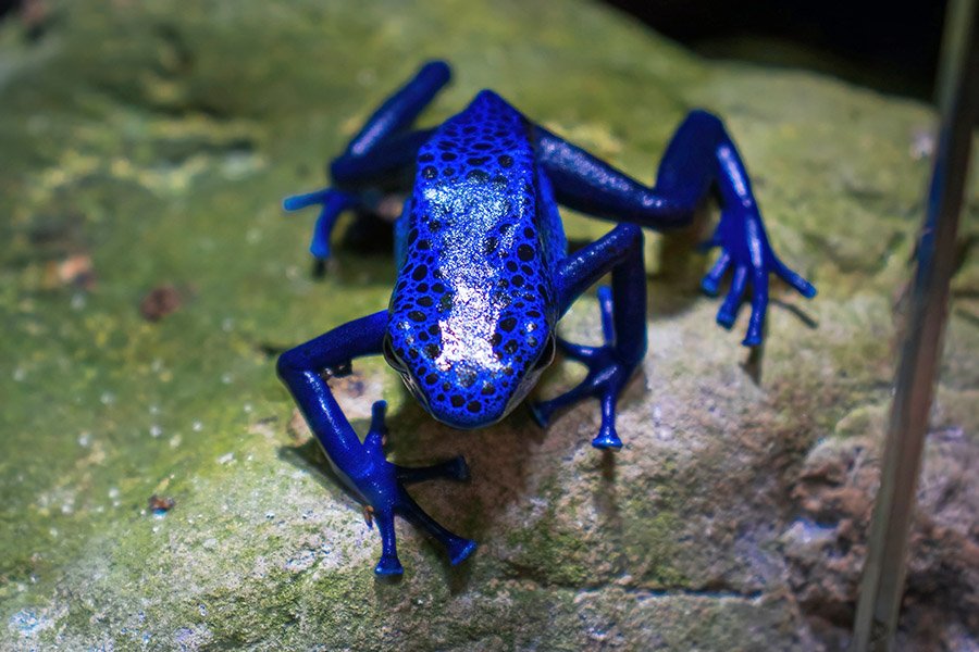 Blue Animals - Blue Poison-Dart Frog