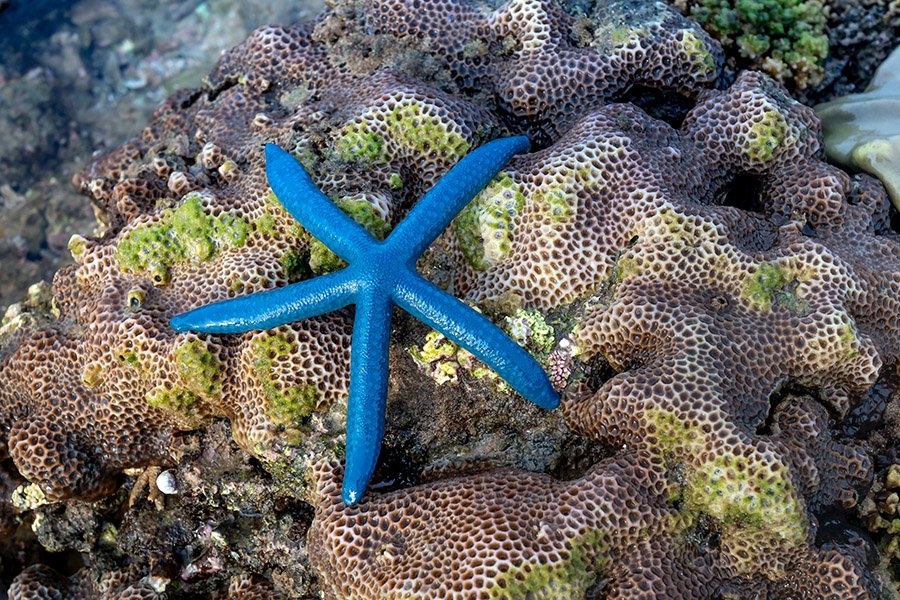 Blue Animals - Blue Seastar