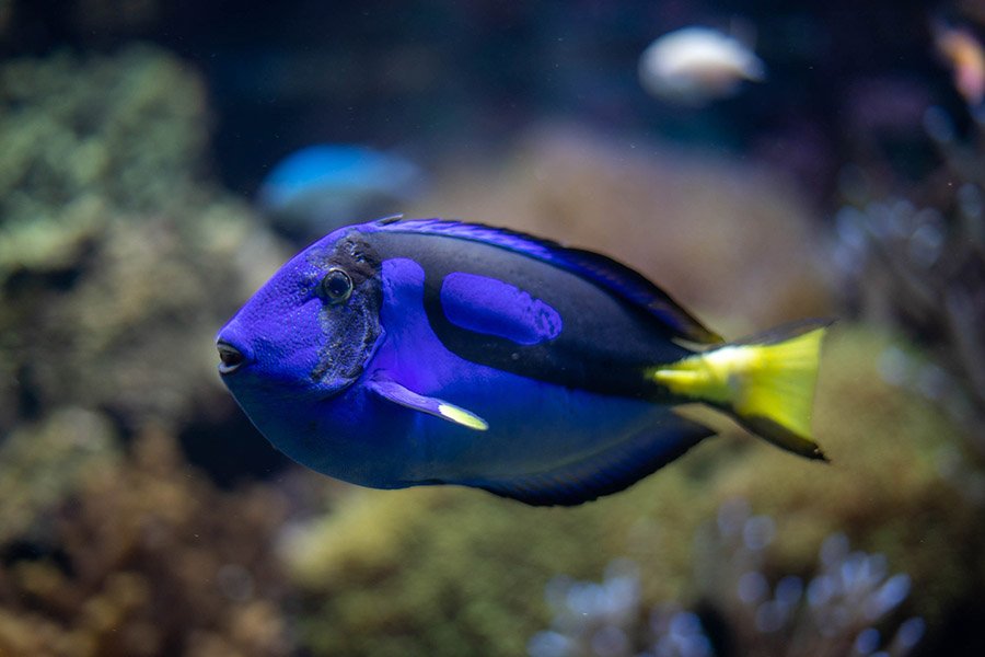 Blue Animals - Blue Tang