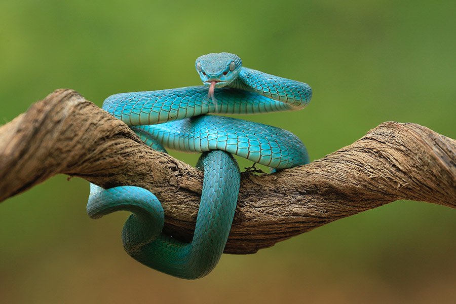 Blue Animals - Blue Viper Snake