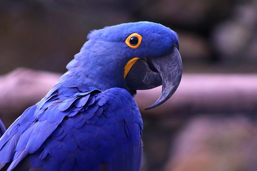 Blue Animals - Hyacinth Macaw