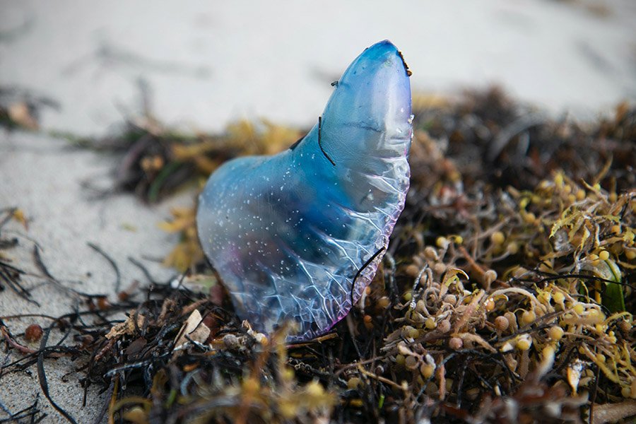 Blue Animals - Portuguese Man o' War