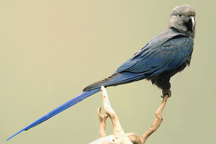 Blue Animals - Spix's Macaw