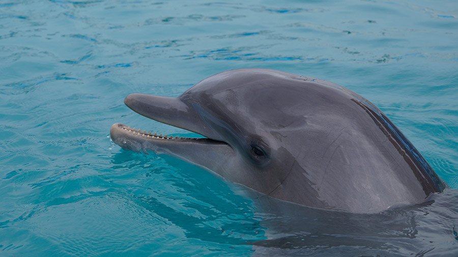 Dolphin with open mouth