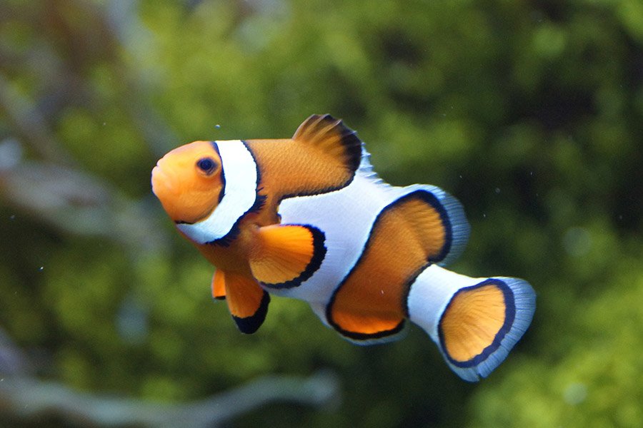 Orange animals - Clownfish