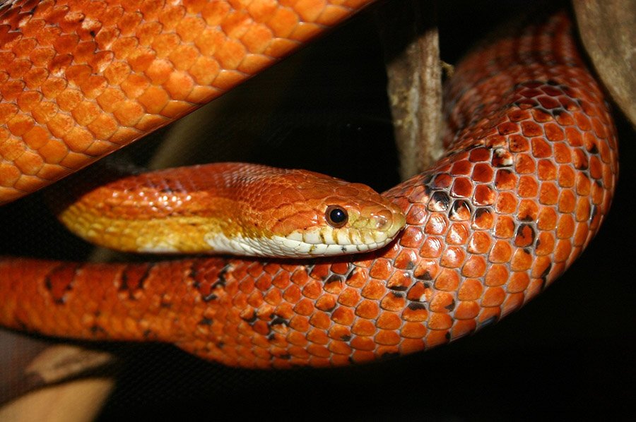 Orange animals - Corn Snake