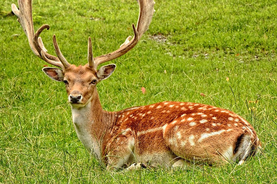 Orange animals - Fallow Deer