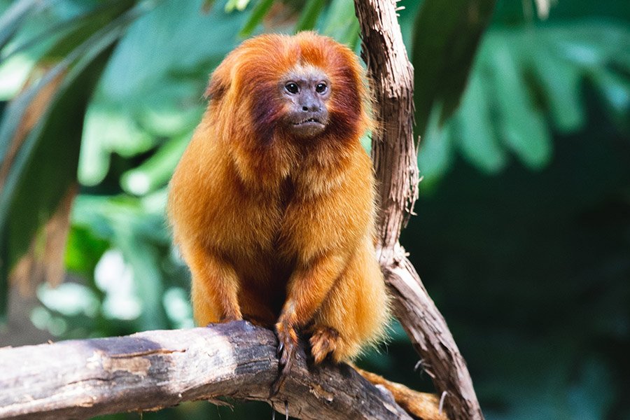 Orange animals - Golden Lion Tamarin