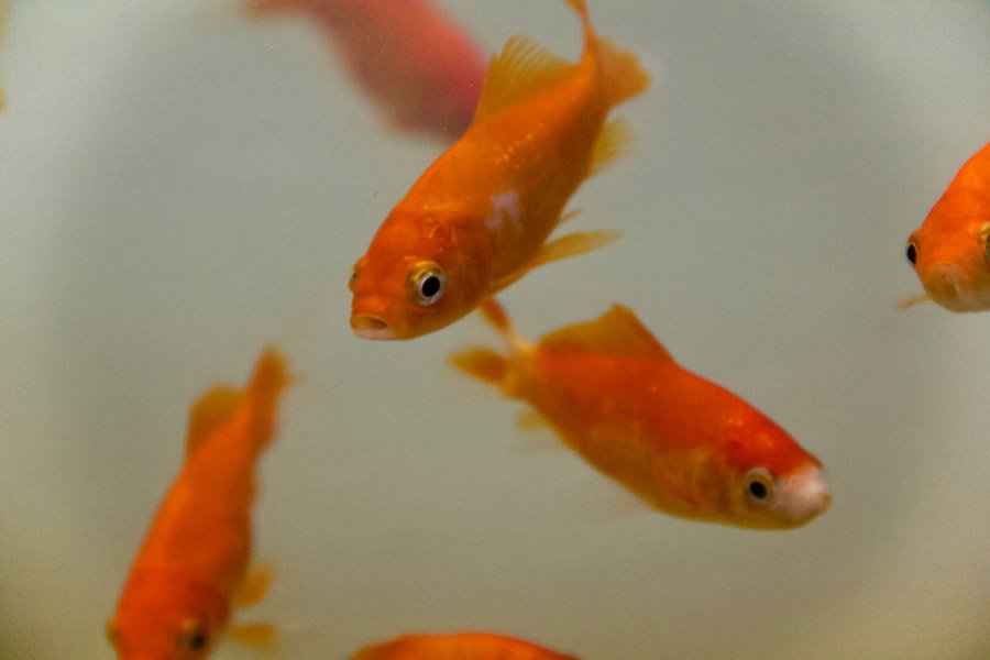 Orange animals - Goldfish