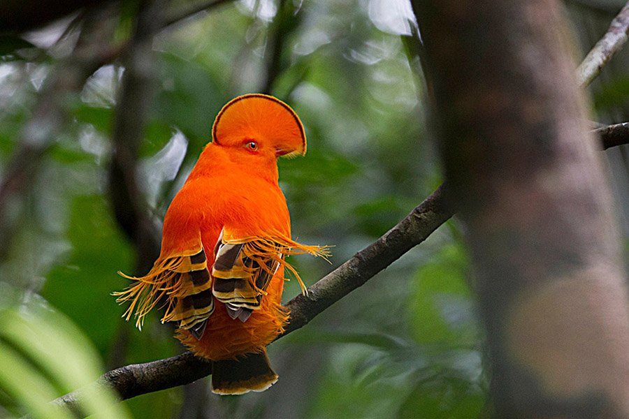 Orange animals - Guianan Cock-of-the-Rock