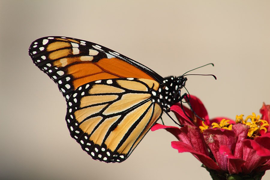 Orange animals - Monarch Butterfly