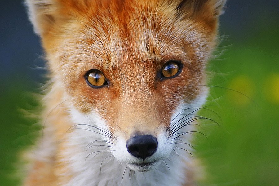 Orange animals - Red Fox