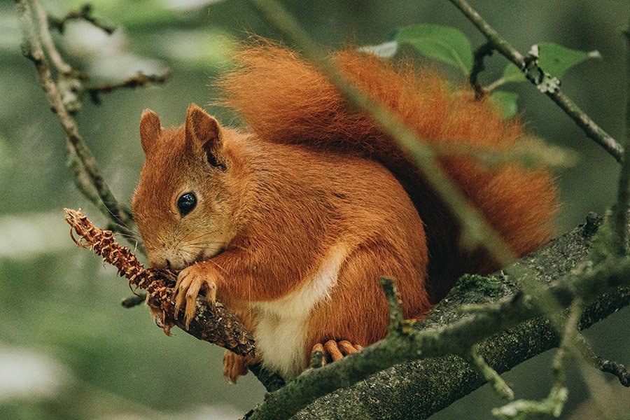 Orange animals - Red Squirrel