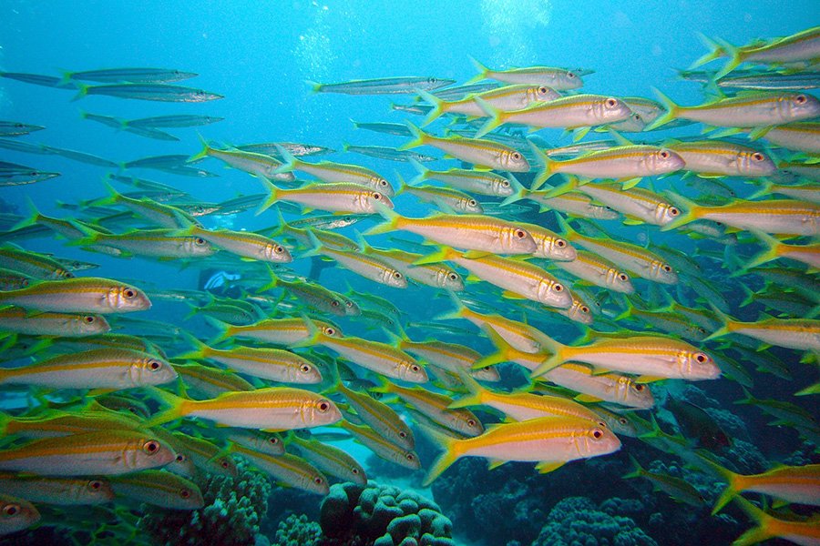 School of fish