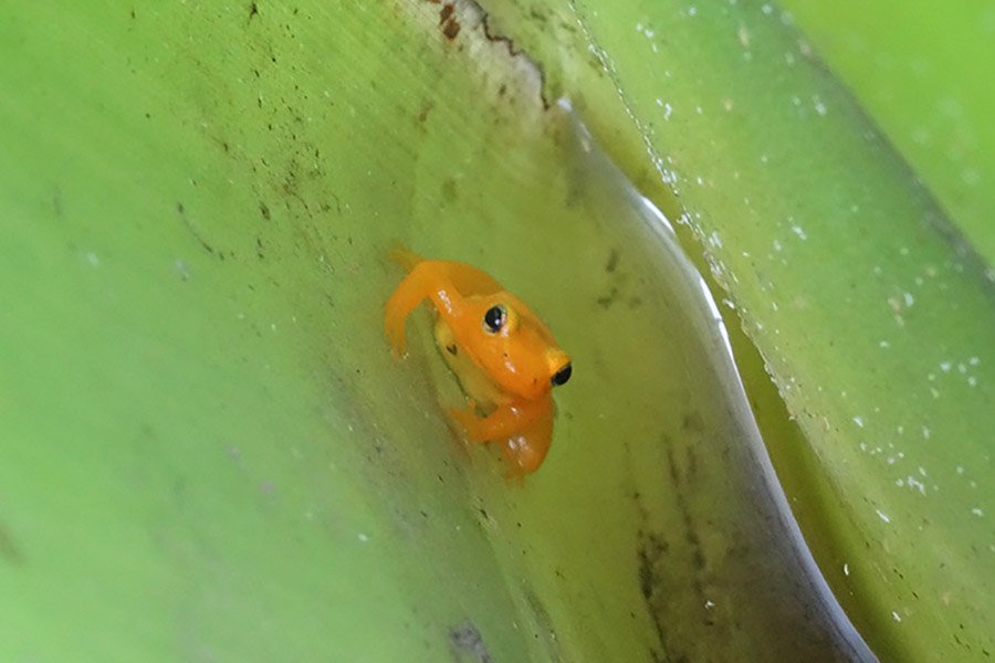 Yellow animals - Golden Rocket Frog