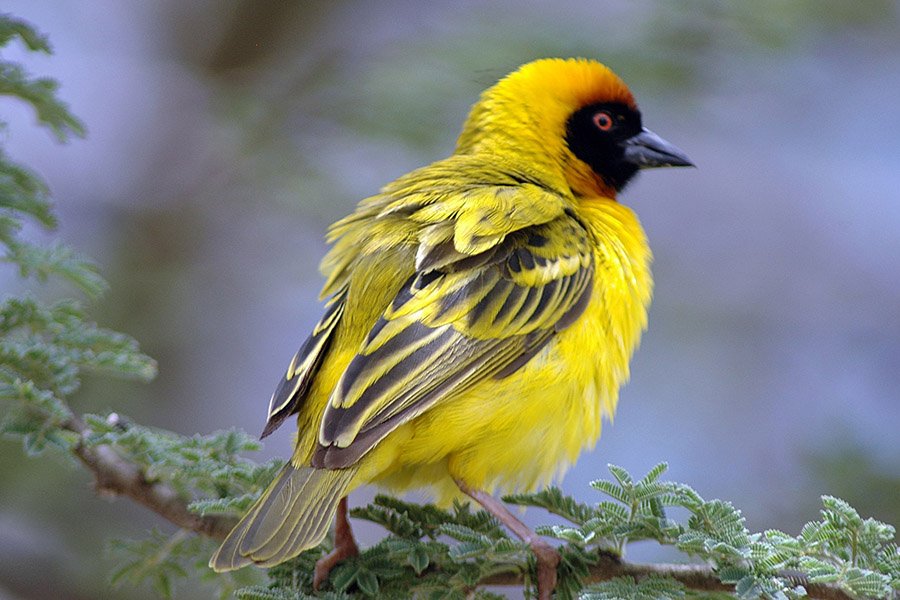 Yellow animals - Southern Masked Weaver