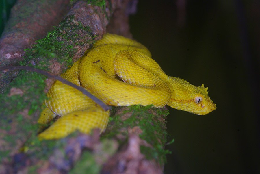 Yellow animals - Yellow Eyelash Viper