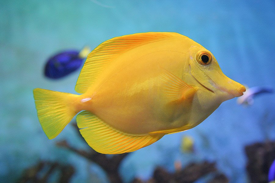 Yellow animals - Yellow Tang