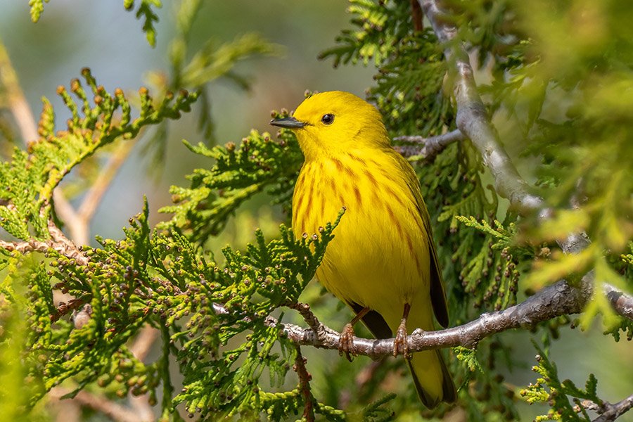 Yellow animals - Yellow Warbler