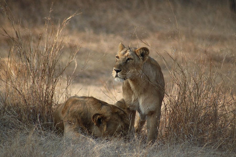 Asiatic Lions - Gir, India