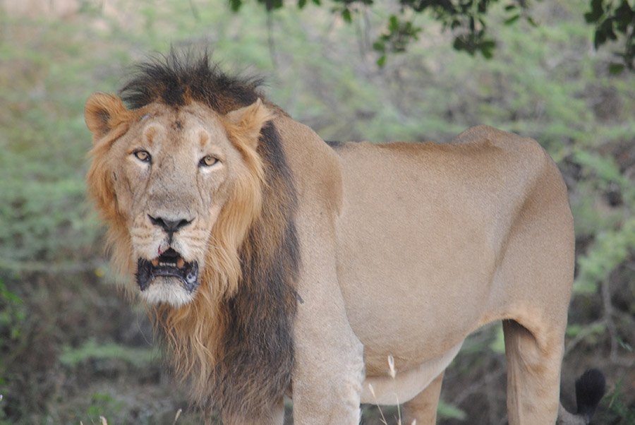 Asiatic lion