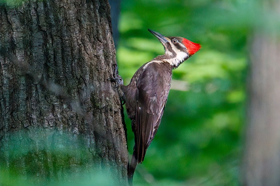 Birds - Woodpecker