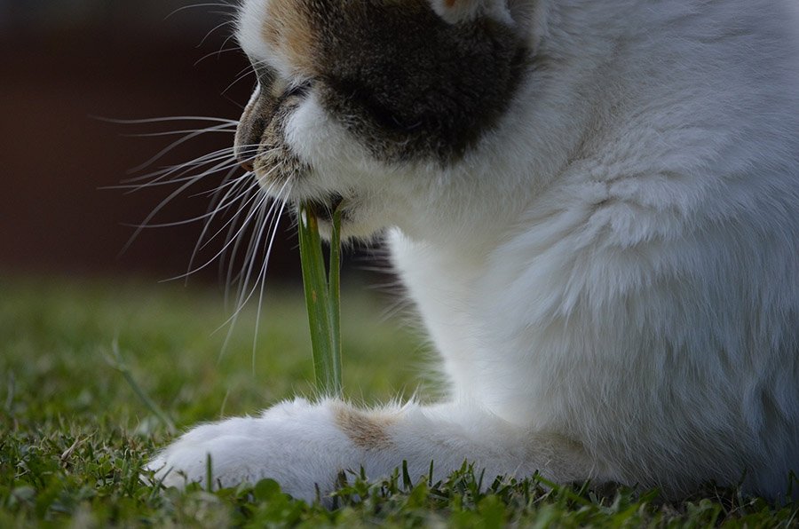 Cat eating grass