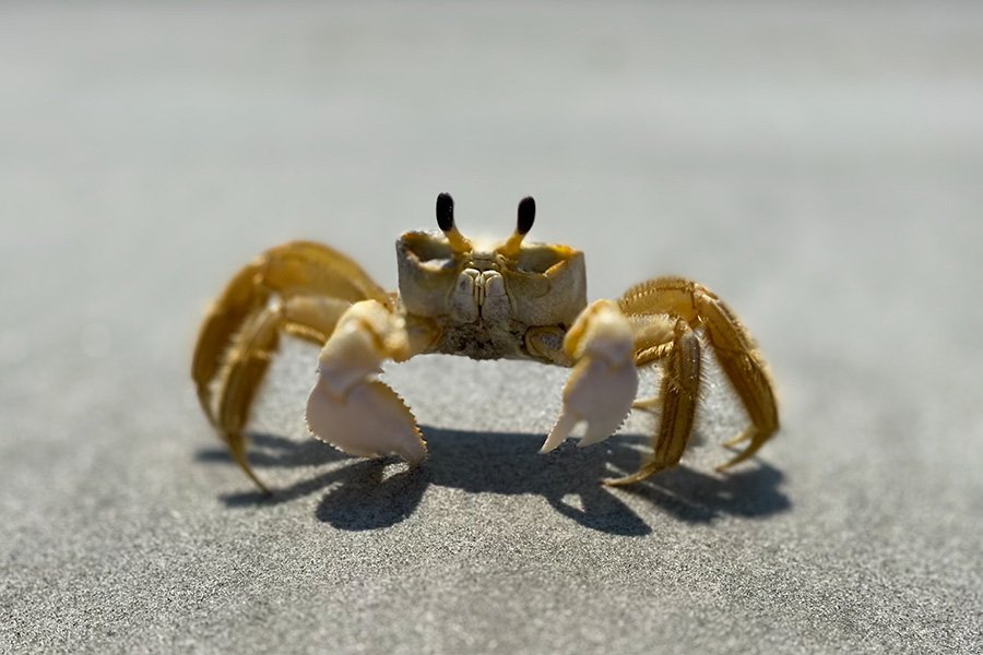 Crustaceans - Crab