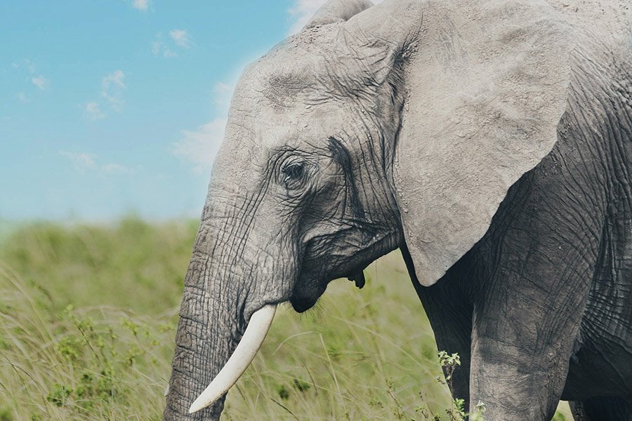 Elephant musth