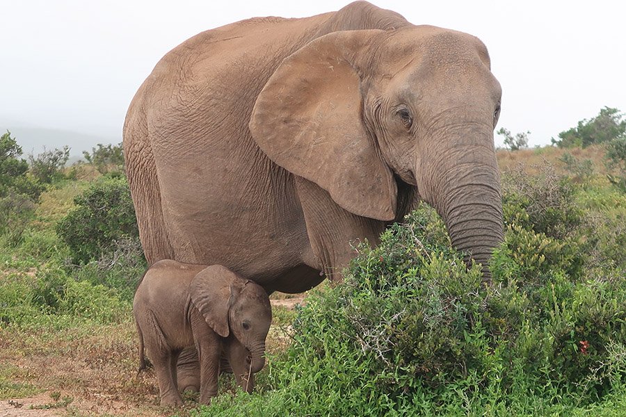 Elephant with baby