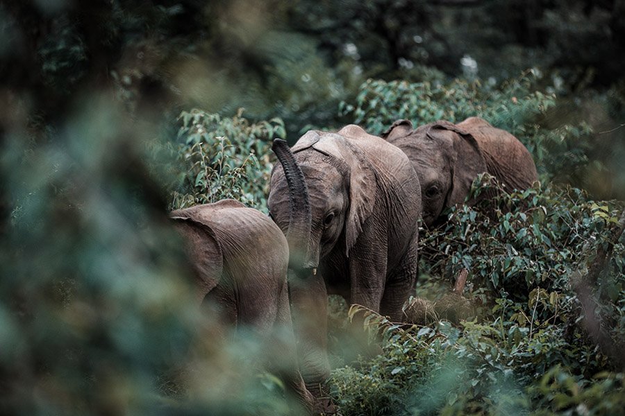 Elephants in forest